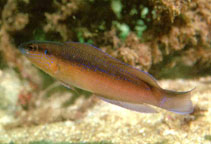 Image of Pseudochromis omanensis 