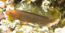 Image of Pseudoplesiops wassi (Fleckfin dottyback)