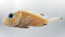 Image of Pteroidichthys caussei (Causse’s scorpionfish)