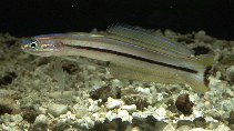 Image of Ptereleotris grammica (Lined dartfish)