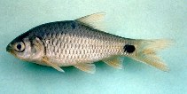 Image of Barbodes binotatus (Spotted barb)