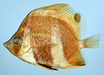 Image of Roa uejoi (Guam barred butterflyfish)