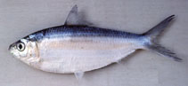 Image of Sardinella brachysoma (Deepbody sardinella)