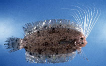 Image of Samaris cristatus (Cockatoo righteye flounder)