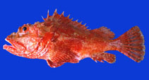 Image of Scorpaena afuerae (Peruvian scorpionfish)