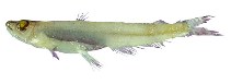 Image of Scopelarchoides danae (Dana pearleye)