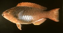 Image of Scarus koputea (Marquesan parrotfish)