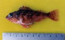 Image of Scorpaena sonorae (Sonora scorpionfish)