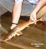 Image of Scaphirhynchus suttkusi (Alabama sturgeon)