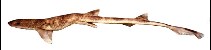 Image of Schroederichthys tenuis (Slender catshark)