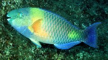 Image of Scarus zufar (Dhofar parrotfish)