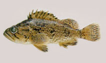 Image of Sebastes schlegelii (Korean rockfish)