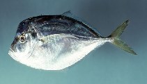 Image of Selene setapinnis (Atlantic moonfish)