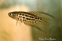 Image of Simpsonichthys constanciae (Featherfin pearlfish)