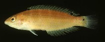 Image of Suezichthys russelli (Russell\