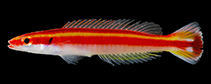 Image of Terelabrus dewapyle (Yellow-striped hogfish)