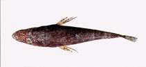 Image of Thysanophrys longirostris 