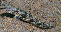Image of Tomiyamichthys lanceolatus (Lanceolate shrimpgoby)