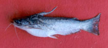 Image of Trachelyopterus insignis 