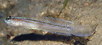 Image of Vanderhorstia nobilis (Majestic shrimpgoby)