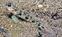 Image of Vanderhorstia phaeosticta (Yellowfoot shrimpgoby)