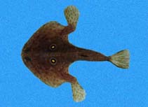 Image of Zalieutes elater (Roundel batfish)