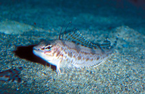 Image of Zaniolepis frenata (Shortspine combfish)