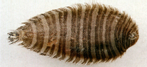 Image of Zebrias crossolepis 