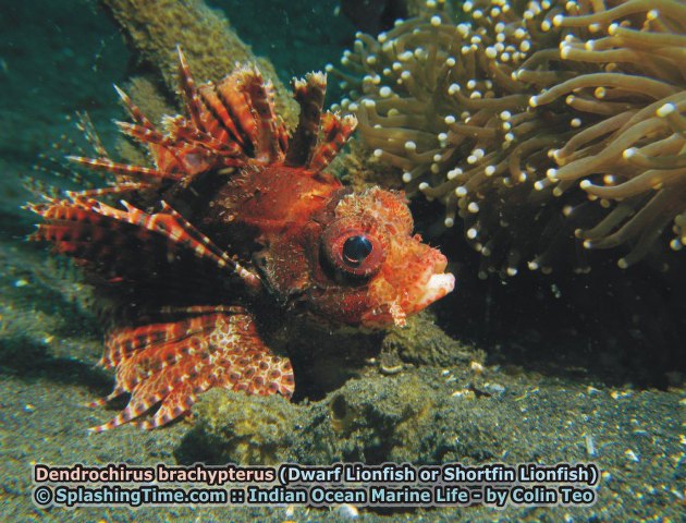 ../tools/UploadPhoto/uploads/12_Dendrochirus_brachypterus_(Dwarf_Lionfish).jpg
