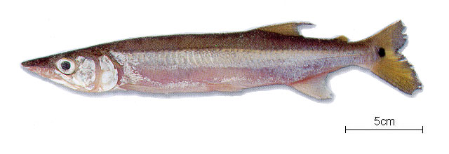 Acestrorhynchus falcirostris