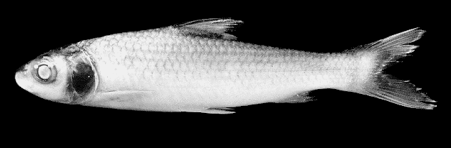 Albulichthys albuloides