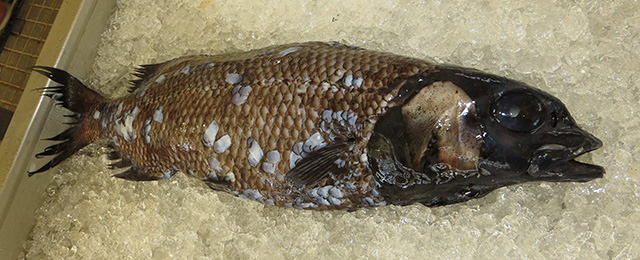 Alepocephalus rostratus