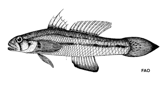 Acentrogobius moloanus