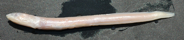 Ariosoma majus