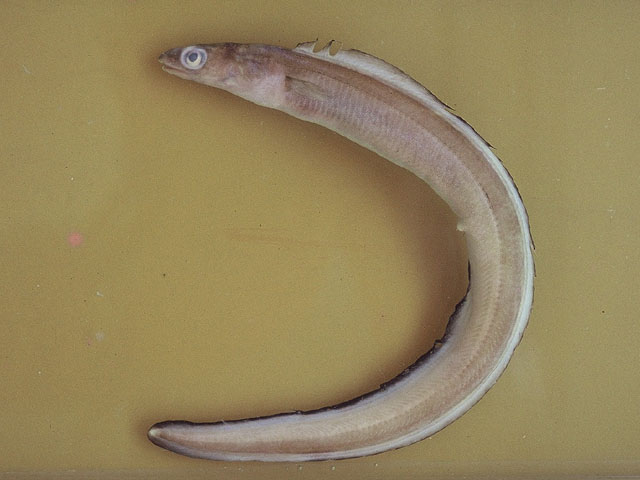 Ariosoma opistophthalmum