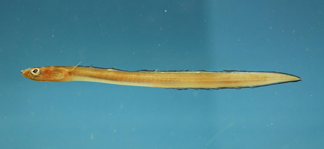 Ariosoma selenops