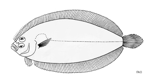 Arnoglossus tenuis
