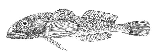 Asprocottus parmiferus