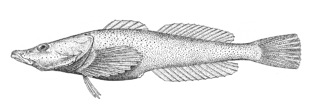 Asprocottus platycephalus