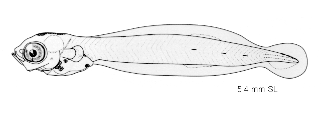 Atherinomorus insularum