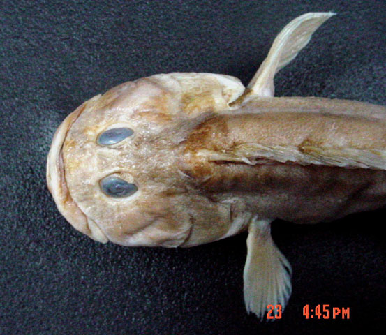 Auchenionchus variolosus