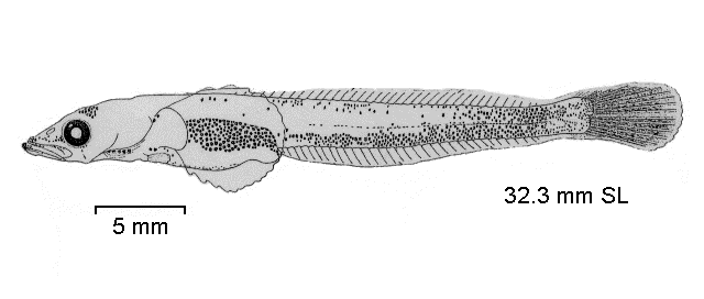 Bathydraco antarcticus