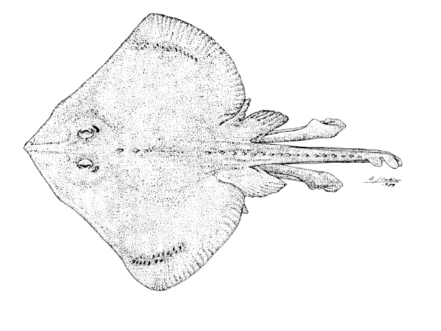 Bathyraja brachyurops