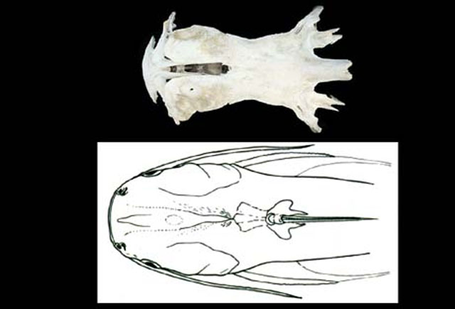 Bagre pinnimaculatus