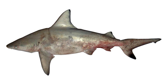 Carcharhinus amblyrhynchoides