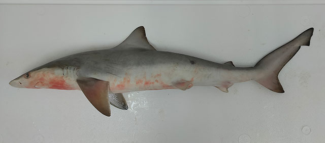 Carcharhinus cerdale
