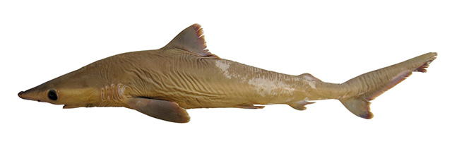 Carcharhinus obsoletus
