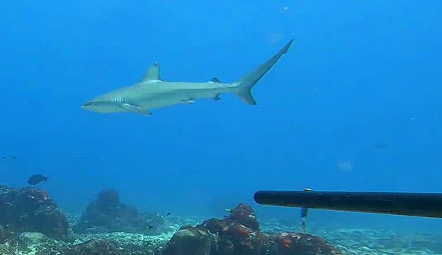 Carcharhinus obscurus