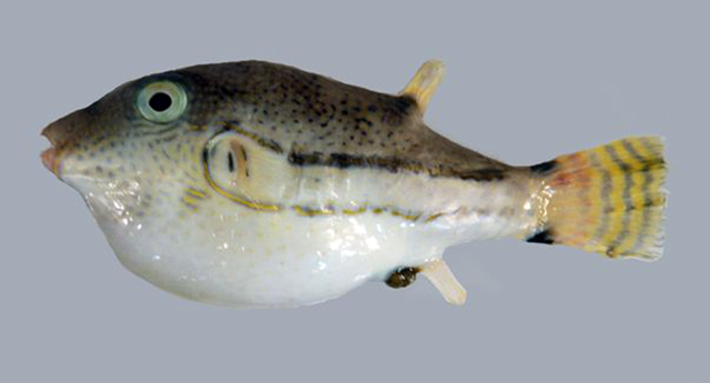 Canthigaster punctata