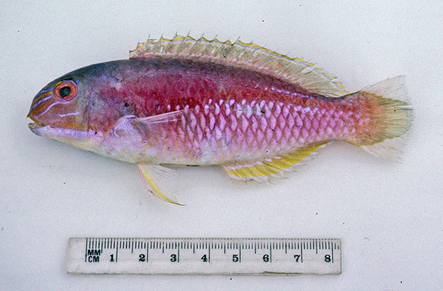 Choerodon frenatus